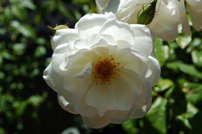 Attached Image: DSC_9771.jpg