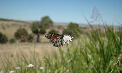Attached Image: DSC_9819.jpg